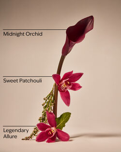 Lowkey Legend Wallflowers Fragrance Refill image number null