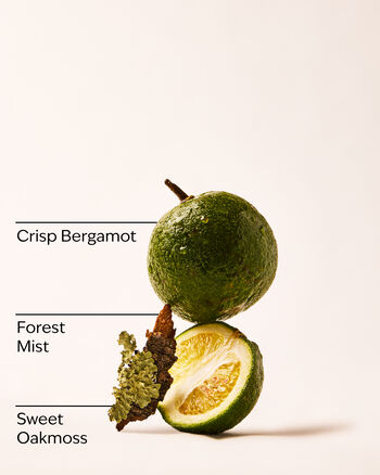 A Quiet Escape Wallflowers Fragrance Refill Wallflowers Fragrance Refill