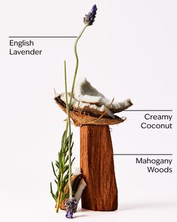 Mahogany Coconut Wallflowers Fragrance Refill image number null