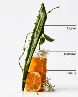 Sweet Orange & Agave Wallflowers Fragrance Refill image number null