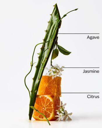 Sweet Orange & Agave Wallflowers Fragrance Refill Wallflowers Fragrance Refill