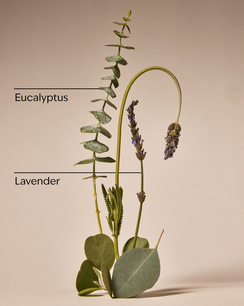 Eucalyptus Lavender Moisturizing Body Lotion Moisturizing Body Lotion