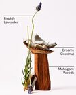 Mahogany Coconut Car Fragrance Refill image number null