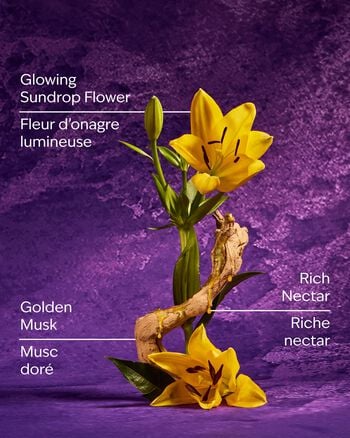 Rapunzel Wallflowers Fragrance Refill Wallflowers Fragrance Refill