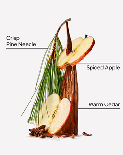 Tree Farm Single Wick Candle