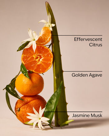Sweet Orange & Agave 3-Wick Candle 3-Wick Candle
